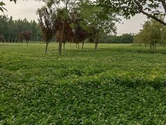 -汉长安城未央宫国家考古遗址公园