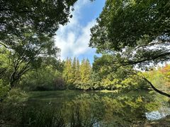 -上海共青森林公园