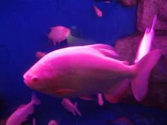 -泉州海丝野生动物世界