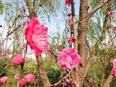 -南汇桃花村