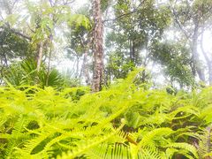 -海南热带雨林国家公园吊罗山景区