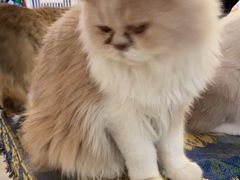-平行世界·猫咖(首经贸店)