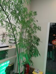 -卡尔诗·科技美肤连锁