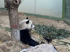 -栾川竹海野生动物园