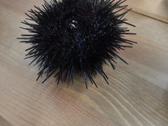 -海胆小馆(东北水饺·春柳店)