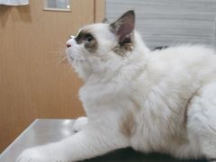 -瑞派名望志远动物医院·猫科·內科·异宠专科(直港大道店)