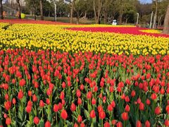 -大宁郁金香公园-停车场