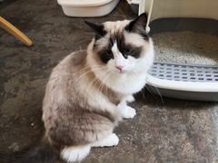 -喵屿·大理花园猫咖