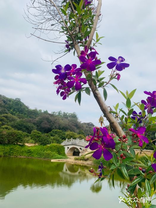 南国桃园旅游度假区图片