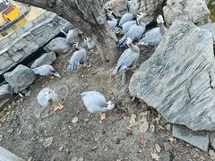 -北京市海淀外国语实验学校