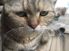 -喵屿·大理花园猫咖