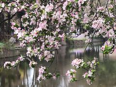 -莫愁湖公园