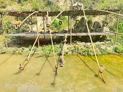 -西双版纳原始森林公园