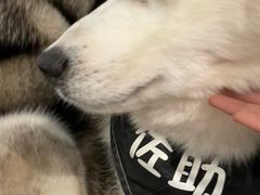 -Husky Go!哈士奇体验馆·宠物咖啡厅狗咖