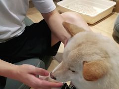 -南京Hallo宠物乐园·哈罗犬舍·柴犬繁育基地