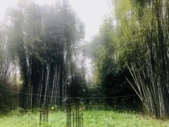 -丰依竹食·老牌竹筒饭