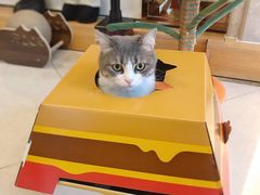 -Catmate·猫肥家润(金润铂宫店)