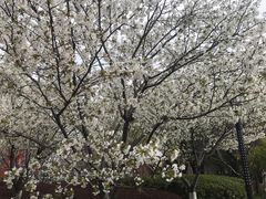 -高东镇樱花园