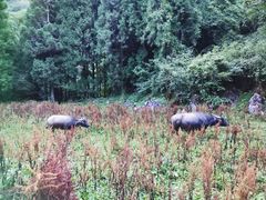 北门外-武陵山森林公园