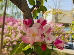 -大兴滨河森林公园