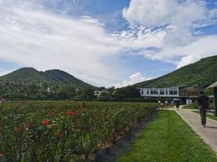 -亚龙湾国际玫瑰谷
