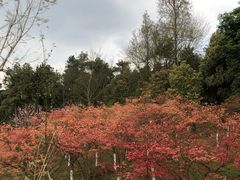 -铁山坪森林公园