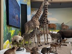 -陕西自然博物馆