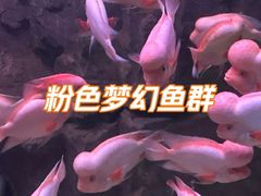 -蓬莱欧乐堡海洋极地世界