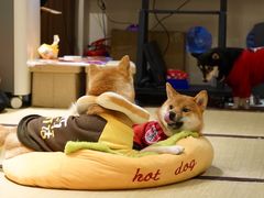 -逗柴咖啡屋·狗咖猫咖宠物桌游