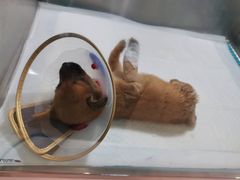 -萌兽医馆·眼科·异宠专科(三里屯店)