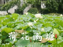 -上海醉白池公园