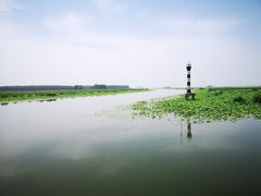 -微山湖红荷湿地景区