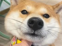 -柴迷FANS CLUB·柴犬狗咖·猫咖