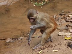 -西双版纳原始森林公园