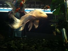 -金泽21世纪美术馆