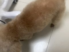 -全心全意连锁动物医院·微创中心·内科急重症·心脏专科(丰管路店)
