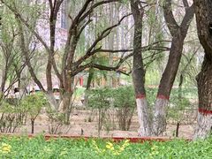 -青城公园