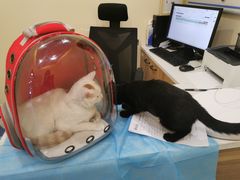 -萌兽医馆·犬猫专科·眼科中心·宠物医院(朝阳门分院)