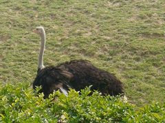 -石家庄市动物园