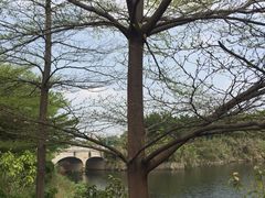 -广东花都湖国家湿地公园