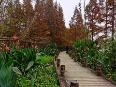 -桤木河湿地公园