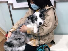 -宠福鑫康馨动物医院·骨科·眼科
