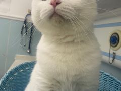 -纳吉亚猫专科动物医院·北北分院