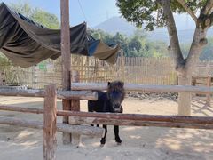 -泉州海丝野生动物世界