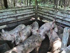 -铁山坪森林公园