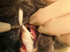 -瑞鹏宠物医院·骨科·猫科·内科(第一中心)