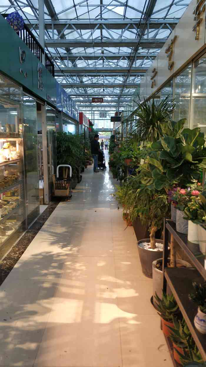 苗圃花卉批发市场-"春节前给家里配点鲜花,第一次到市苗圃,采.