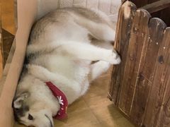 -Husky Go! 哈士奇体验馆·宠物咖啡厅狗咖