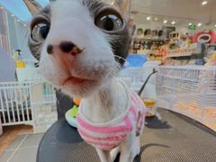 -萌兽医馆·眼科·异宠专科(三里屯店)