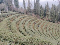 -都江堰玫瑰花溪谷